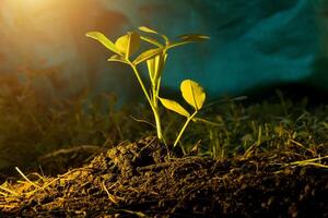 creciente medios de comunicación para cáscara frijol plantas con fertilizante al aire libre con lado luces foto