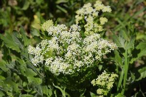 Lepidium draba white flowers photo