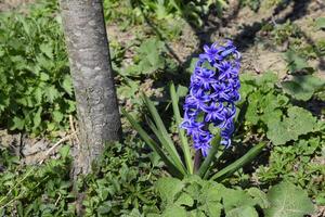 Hyacinthus flowers in garden in spring. single plant Hyacinthus photo