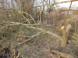 Stump felled plums photo