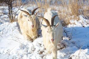 manada de cabras en el nieve. cabra manada en invierno. foto