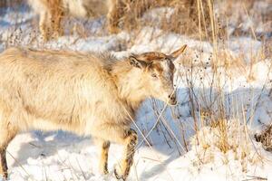 manada de cabras en el nieve. cabra manada en invierno. foto