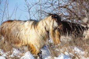 Herd of goats in the snow. Goat herd in winter. photo