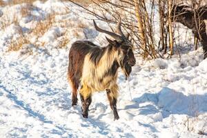 Herd of goats in the snow. Goat herd in winter. photo