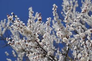 Spring flowering trees. Pollination of flowers of apricot. Blooming wild apricot in the garden photo