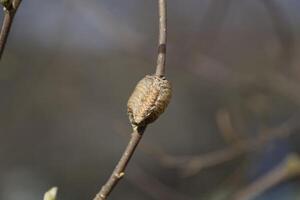 Ootheca mantis on the branches of a tree. The eggs of the insect laid in the cocoon for the winter are laid. Ooteca on a branch of hazelnut photo