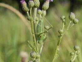 Isophya on the stems of the tubercle. Wingless grasshopper Isoph photo