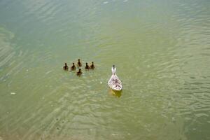 A duck with ducklings is swimming in a pond photo