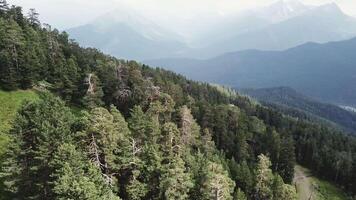 aéreo ver de montañas en el costa cubierto con pino bosque. aéreo ver de verano verde arboles y montaña video