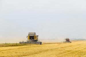 Harvesting wheat with a combine harvester. photo