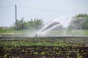 Irrigation system in field of melons. Watering the fields. Sprinkler photo