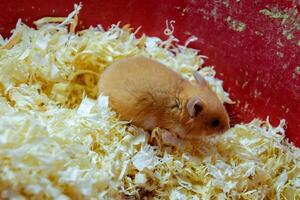 Hamster home in keeping in captivity. Hamster in sawdust. Red hamster photo