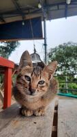 outdoor photo of a cat