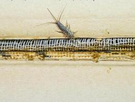 Thermobia domestica. Pest books and newspapers. Lepismatidae Insect feeding on paper - silverfish photo