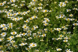 Chamomile flowers. Pharmaceutical camomile. Medicinal plant chamomile, flowering. photo