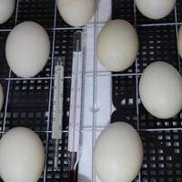 The eggs of a musky duck lying in an incubator. photo