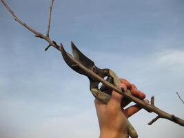 Pruning shears trees photo