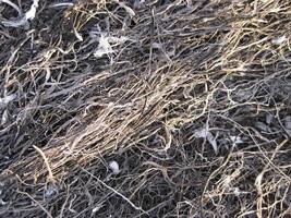 Background from the ashes of the burnt grass photo