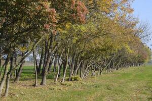 The Forest along the road in the fall. Yellowing leaves on the branches photo