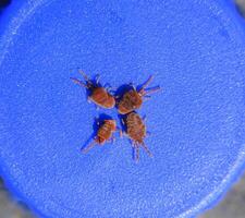 artrópodo ácaros en un azul antecedentes. cerca arriba macro rojo terciopelo foto