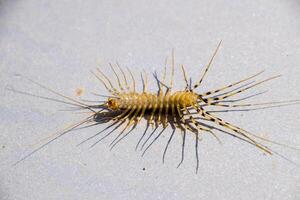 The Flycatcher. Scutigera coleoptrata. Centipede flycatcher, insect predator photo