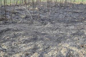 Ashes from the burned grass on the soil. After the fire, the landscape photo