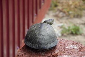 Tortoise on a wooden red stump. Ordinary river tortoise of temperate latitudes. The tortoise is an ancient reptile. photo