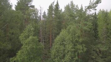 Aerial view of forest. Pine and birch tree forest from above. Green spruce and birch forest video