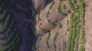 aéreo Disparo volador muy bajo terminado arboles y fregar en el desierto. disparo. aéreo ver volador terminado Desierto a amanecer como el arboles emitir su oscuridad a través de el paisaje video