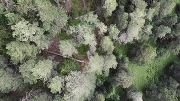 Aerial view camera moves from along green forest of dense mixed tree tops of pine trees and birches. Flying over a vast lush green pine and spruce tree tops in the mountains. Aerial view video