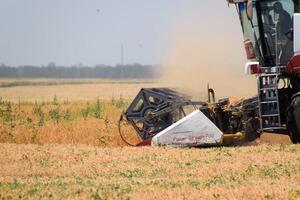 Harvesting peas with a combine harvester. Harvesting peas from the fields. photo