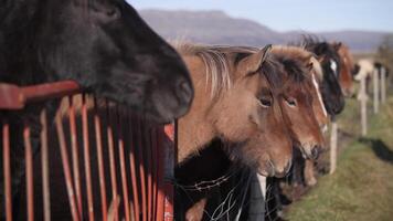 een paard wandelingen door de weiland.. IJslands paarden. video