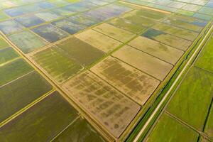 The rice fields are flooded with water. Flooded rice paddies. Agronomic methods of growing rice in the fields. photo