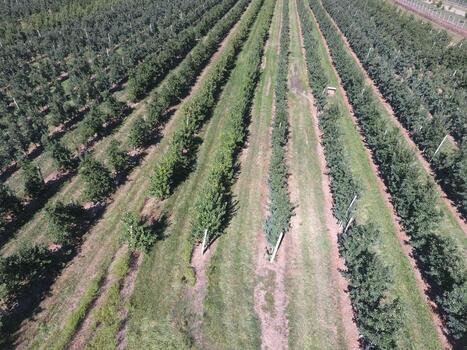 Rows of trees in the garden. Aerophotographing, top view. photo