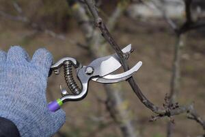 guarnición árbol con un cortador. primavera poda de Fruta arboles foto