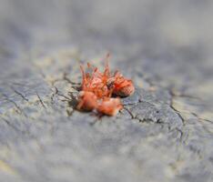 Close up macro Red velvet mite or Trombidiidae photo