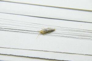 Insect feeding on paper - silverfish photo