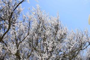 albaricoque flores en árbol sucursales. primavera floración jardín. foto
