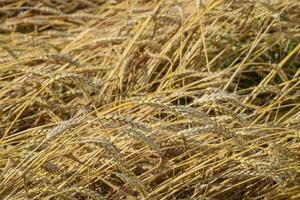 Mature wheat on the field. Spikelets of wheat. Harvest of grain. photo