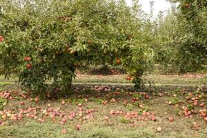 Apple orchard. Rows of trees and the fruit of the ground under t photo