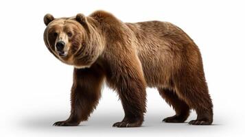 AI generated Animal rights concept a brown bear in a white background setting. photo