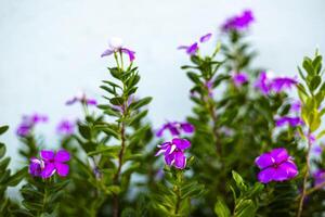 catharanthus Roseus en el jardín foto