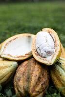 Pile Of Cacao Fruit Pods On Grass photo