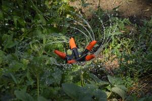 Watering strawberries with a rotating sprinkler. Watering in the garden. photo