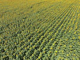 Field of sunflowers. Top view. photo