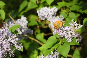 mariposa vanessa cardui en lila flores polinización floreciente lilas. foto