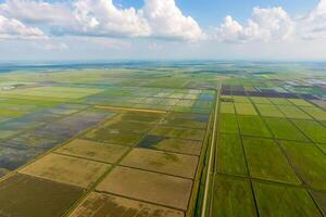 The rice fields are flooded with water. Flooded rice paddies. Agronomic methods of growing rice in the fields. photo