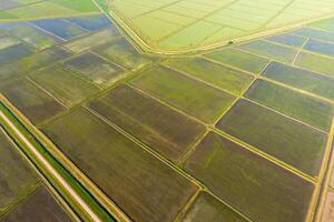 The rice fields are flooded with water. Flooded rice paddies. Agronomic methods of growing rice in the fields. photo