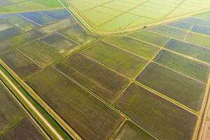 The rice fields are flooded with water. Flooded rice paddies. Agronomic methods of growing rice in the fields. photo