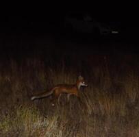 Red fox, a dog-like animal. The fox is looking for food at night photo